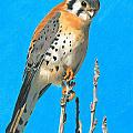 Kestrel